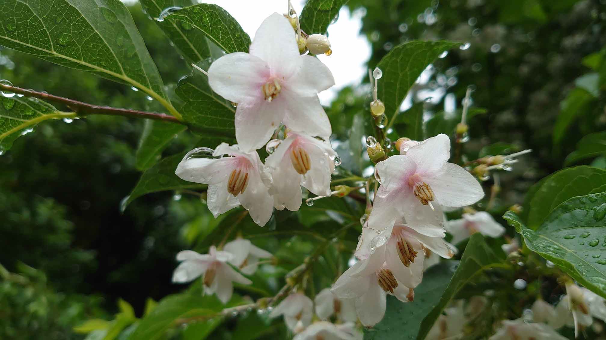 公園四季報 エゴノキの花が咲き始めました 港南緑水公園 港区芝浦港南地区の公園サイト