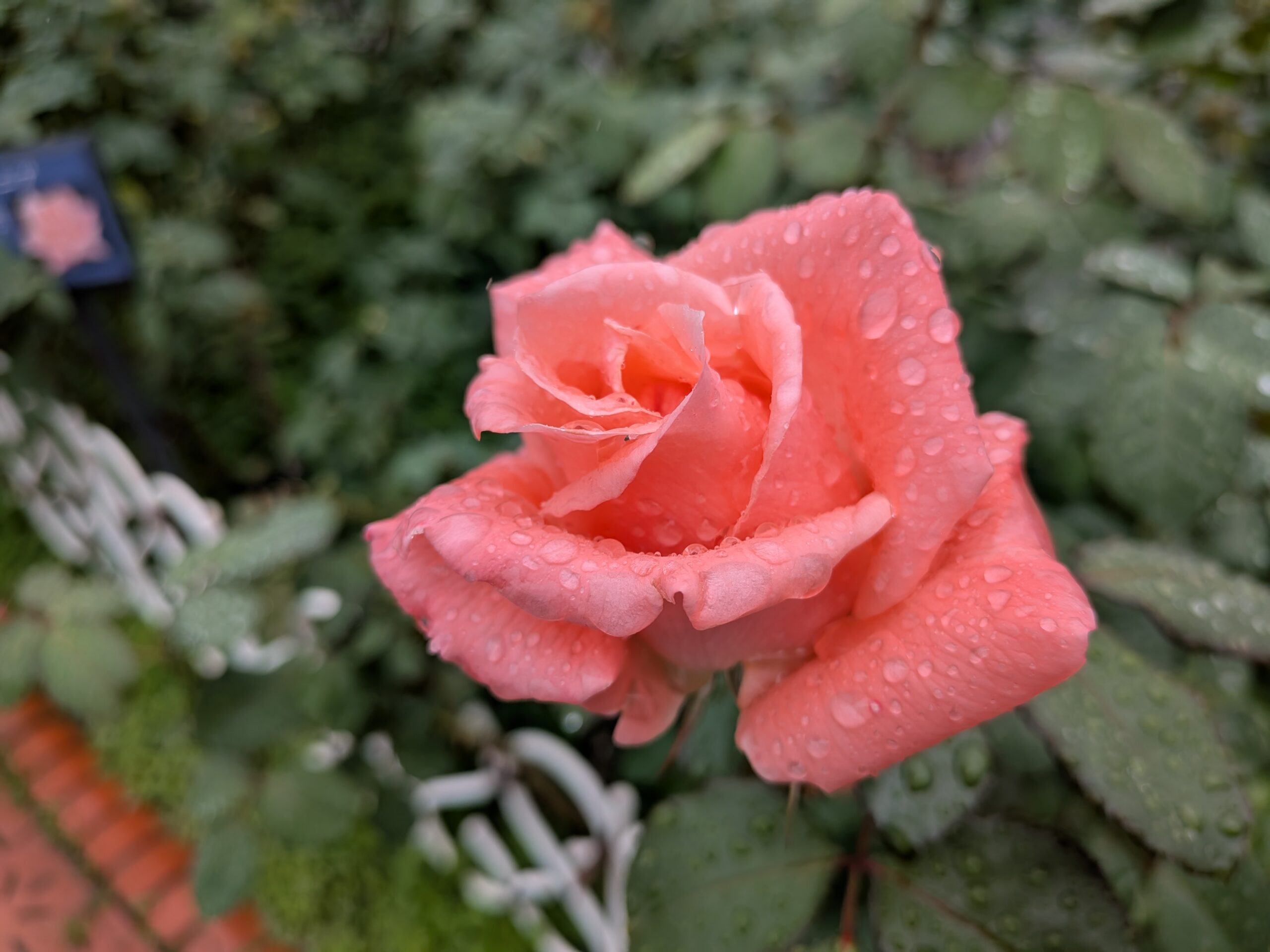 ≪公園四季報≫秋バラとローズマリー（芝浦中央公園） - 港区芝浦港南